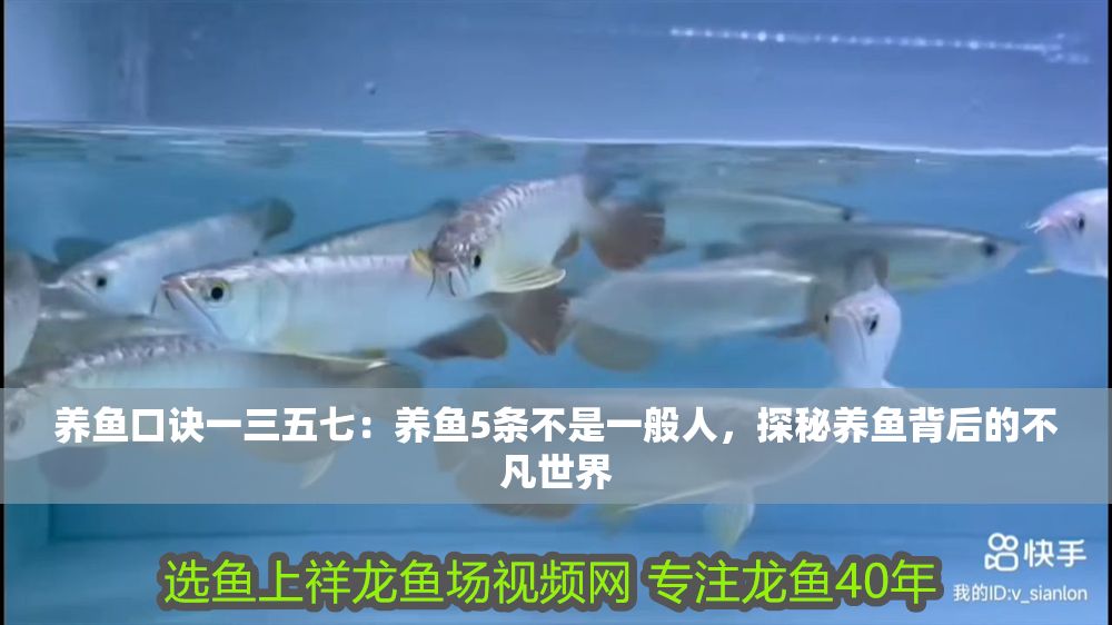 養魚口訣一三五七：養魚5條不是一般人，探秘養魚背后的不凡世界
