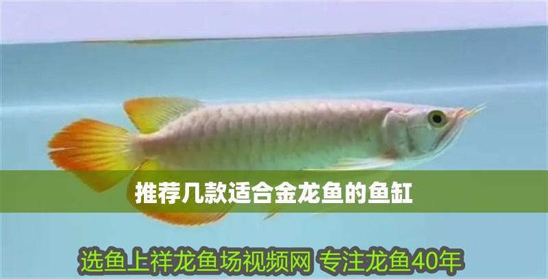 推薦幾款適合金龍魚的魚缸