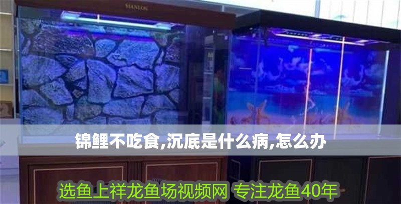 錦鯉不吃食,沉底是什么病,怎么辦