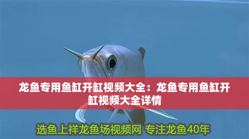 龍魚專用魚缸開缸視頻大全：龍魚專用魚缸開缸視頻大全詳情