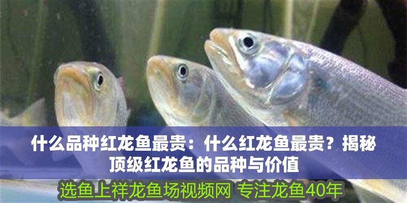 什么品種紅龍魚最貴：什么紅龍魚最貴？揭秘頂級(jí)紅龍魚的品種與價(jià)值