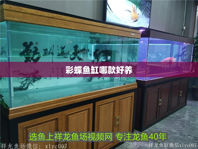 彩蝶魚缸哪款好養(yǎng)