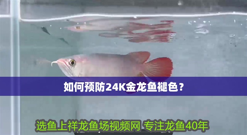 如何預防24K金龍魚褪色？