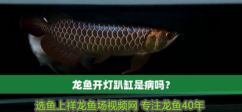 龍魚開燈趴缸是病嗎？