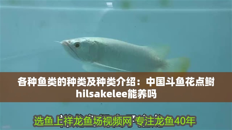 各種魚類的種類及種類介紹：中國斗魚花點鰣hilsakelee能養嗎