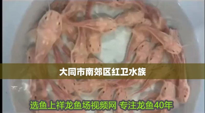 大同市南郊區紅衛水族