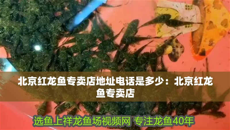 北京紅龍魚專賣店地址電話是多少：北京紅龍魚專賣店