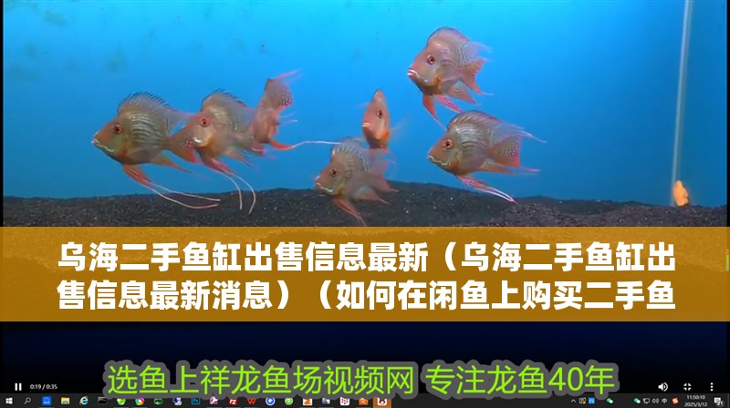 烏海二手魚缸出售信息最新（烏海二手魚缸出售信息最新消息）（如何在閑魚上購買二手魚缸？）