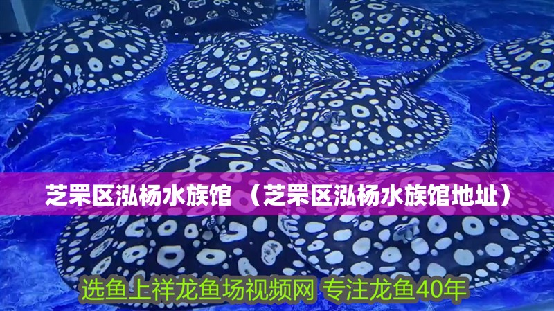 芝罘區泓楊水族館 （芝罘區泓楊水族館地址）