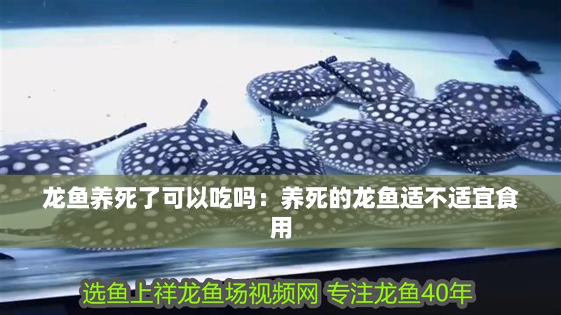 龍魚養(yǎng)死了可以吃嗎：養(yǎng)死的龍魚適不適宜食用