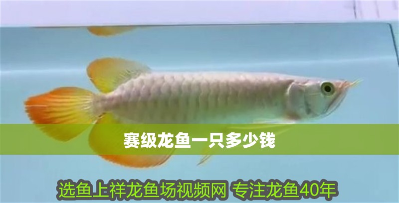 龍魚干蝦有營養(yǎng)嗎 賽級龍魚一只多少錢 龍魚論壇 賽級龍魚一只多少錢 賽級龍魚一只多少錢 龍魚論壇