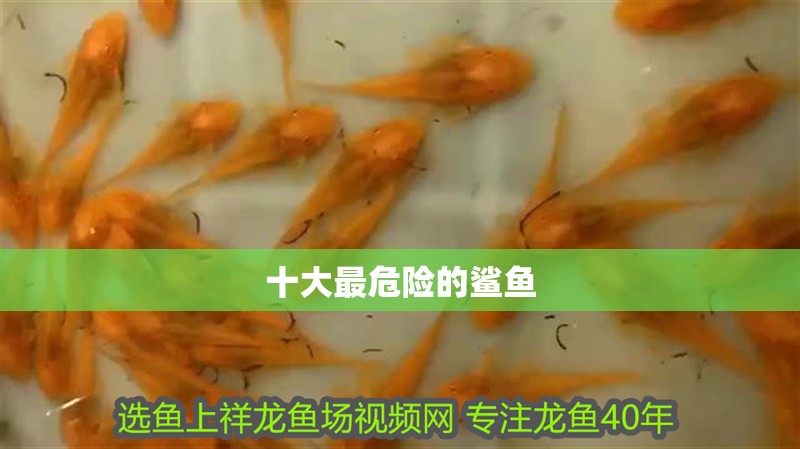 十大最危險的鯊魚