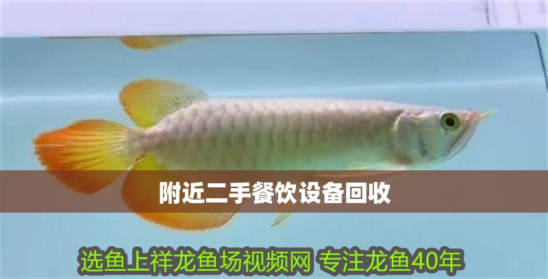 給大魚缸換水的作文:體驗(yàn)給大魚缸換水的樂趣:體驗(yàn)給大魚缸換水:給大魚缸換水的作文 附近二手餐飲設(shè)備回收 龍魚論壇 附近二手餐飲設(shè)備回收 附近二手餐飲設(shè)備回收 龍魚論壇