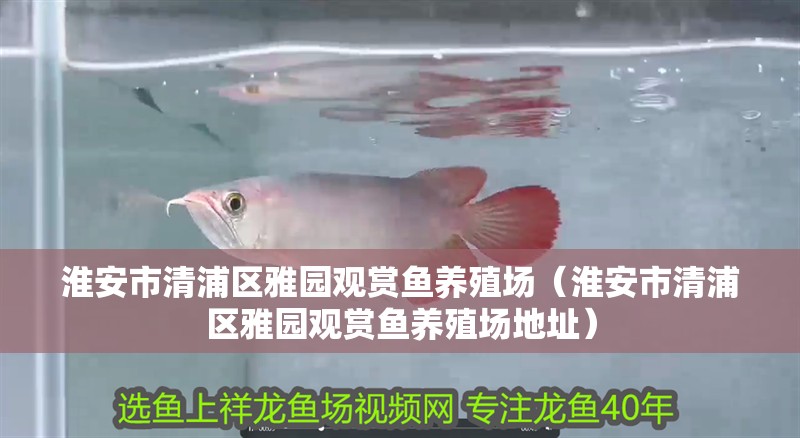 淮安市清浦區(qū)雅園觀賞魚養(yǎng)殖場（淮安市清浦區(qū)雅園觀賞魚養(yǎng)殖場地址）