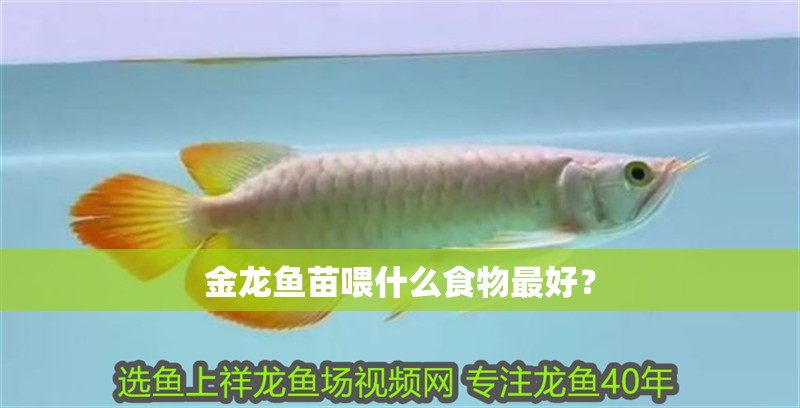 金龍魚(yú)苗喂什么食物最好？