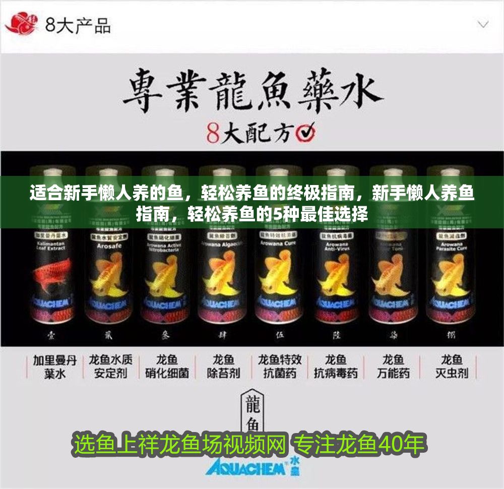 適合新手懶人養的魚，輕松養魚的終極指南，新手懶人養魚指南，輕松養魚的5種最佳選擇