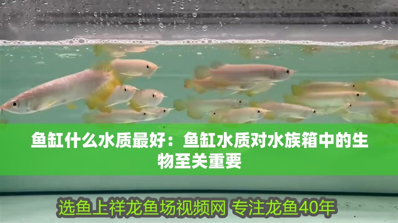 魚缸什么水質最好：魚缸水質對水族箱中的生物至關重要