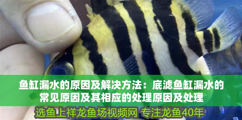 魚缸漏水的原因及解決方法：底濾魚缸漏水的常見原因及其相應的處理原因及處理