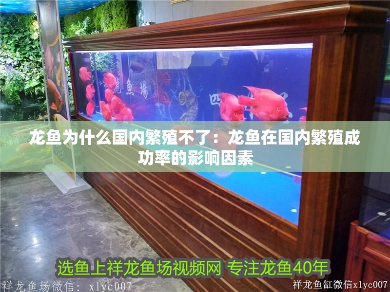 龍魚為什么國內繁殖不了：龍魚在國內繁殖成功率的影響因素 龍魚為什么國內繁殖不了：龍魚在國內繁殖成功率的影響因素 龍魚百科