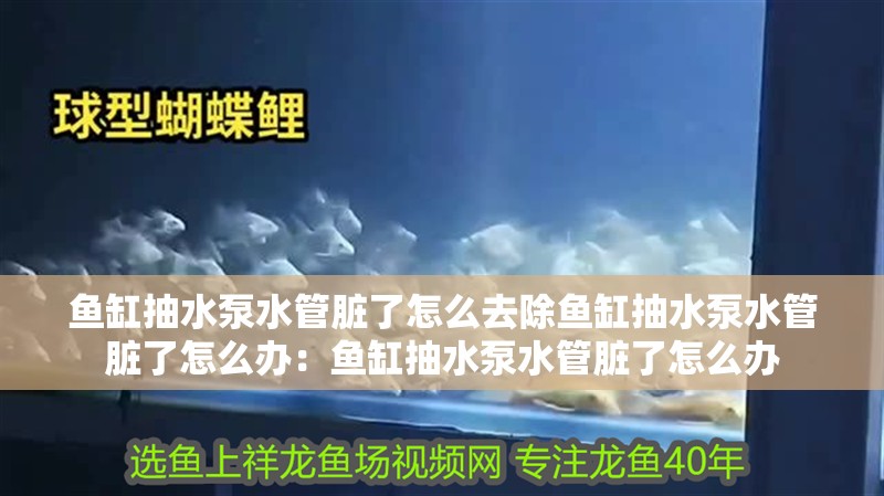 魚缸抽水泵水管臟了怎么去除魚缸抽水泵水管臟了怎么辦：魚缸抽水泵水管臟了怎么辦