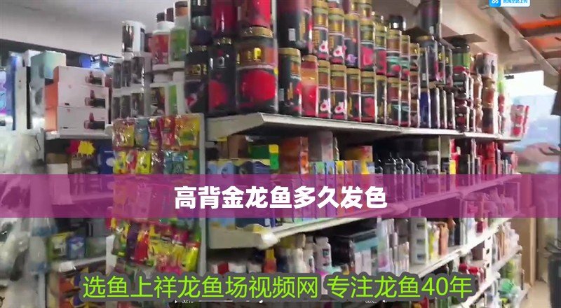 鸚鵡魚和銀龍魚混養怎樣喂食 高背金龍魚多久發色 龍魚論壇 高背金龍魚多久發色 高背金龍魚多久發色 龍魚論壇