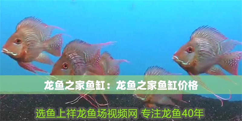 龍魚之家魚缸：龍魚之家魚缸價格