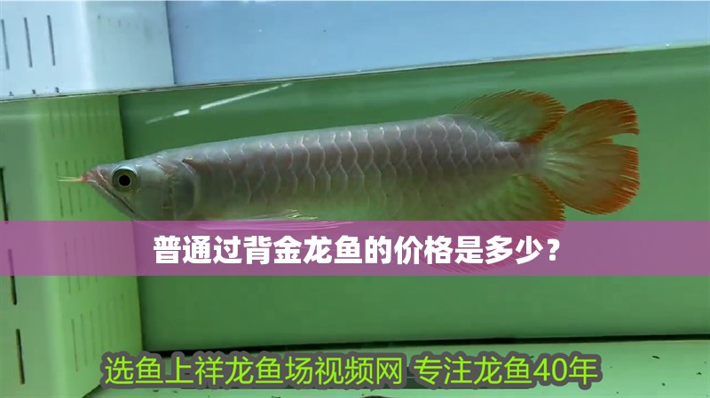普通過背金龍魚的價格是多少？