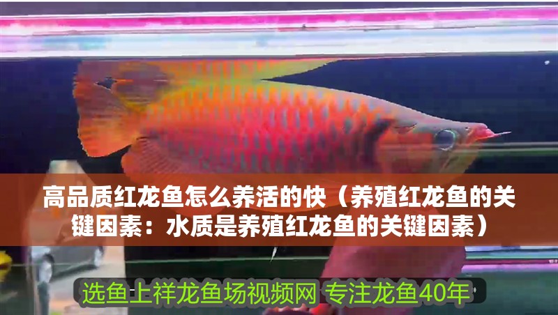 高品質(zhì)紅龍魚怎么養(yǎng)活的快（養(yǎng)殖紅龍魚的關(guān)鍵因素：水質(zhì)是養(yǎng)殖紅龍魚的關(guān)鍵因素）