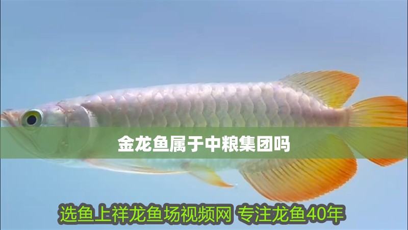 金龍魚屬于中糧集團(tuán)嗎