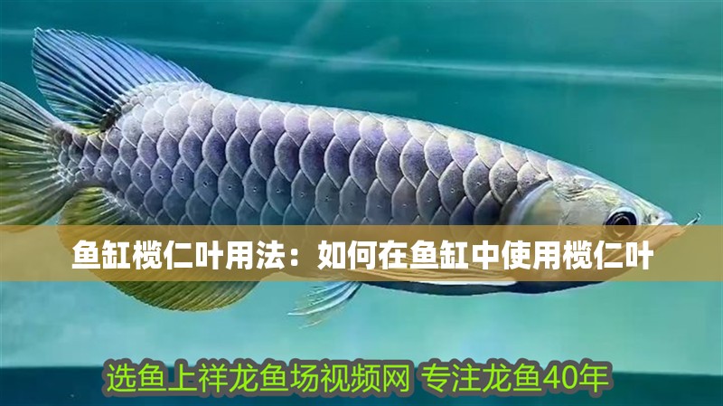 魚缸欖仁葉用法：如何在魚缸中使用欖仁葉 魚缸欖仁葉用法：如何在魚缸中使用欖仁葉 魚缸百科
