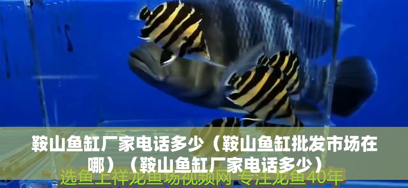 鞍山魚缸廠家電話多少（鞍山魚缸批發(fā)市場(chǎng)在哪）（鞍山魚缸廠家電話多少）
