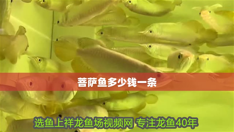 菩薩魚多少錢一條