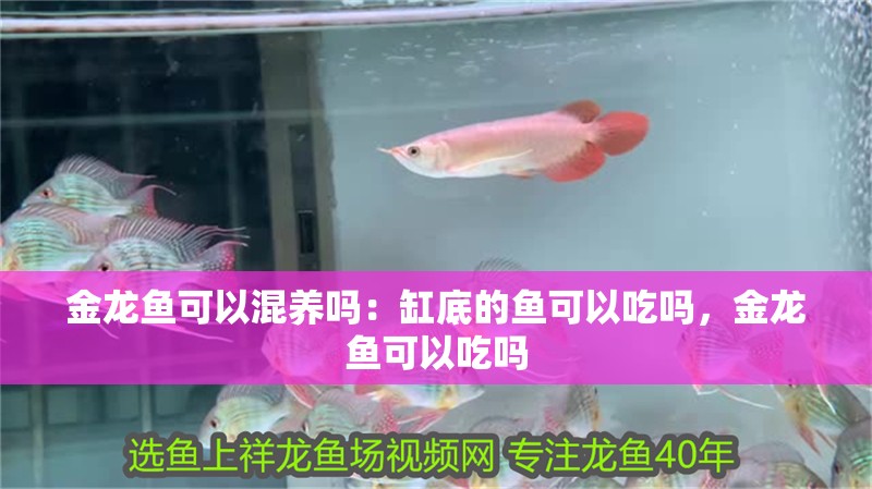金龍魚可以混養(yǎng)嗎：缸底的魚可以吃嗎，金龍魚可以吃嗎