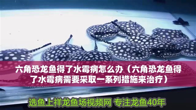 六角恐龍魚得了水霉病怎么辦（六角恐龍魚得了水霉病需要采取一系列措施來治療）
