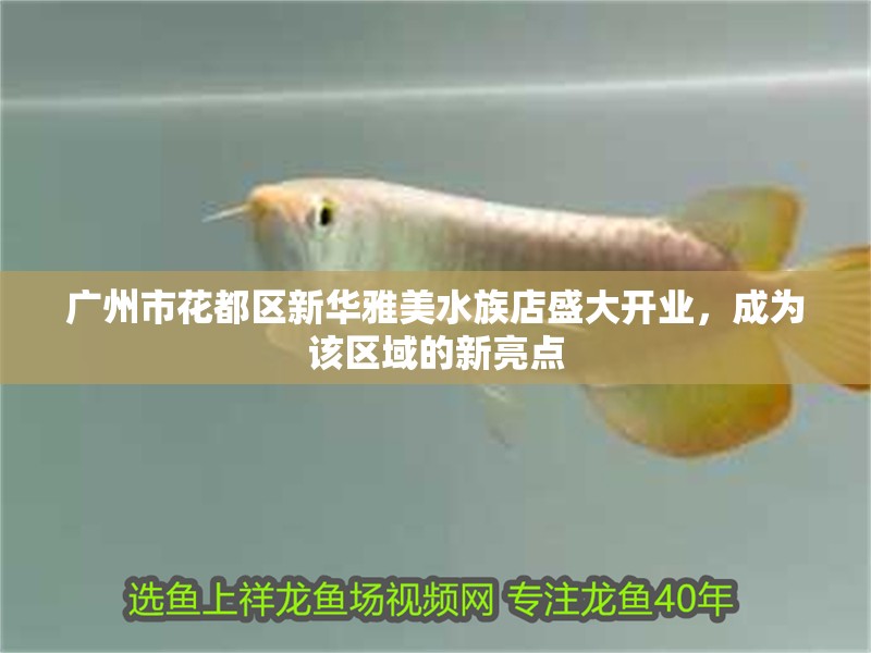 廣州市花都區新華雅美水族店盛大開業，成為該區域的新亮點