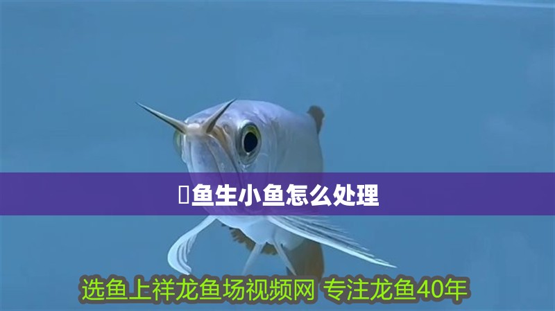 魟魚生小魚怎么處理