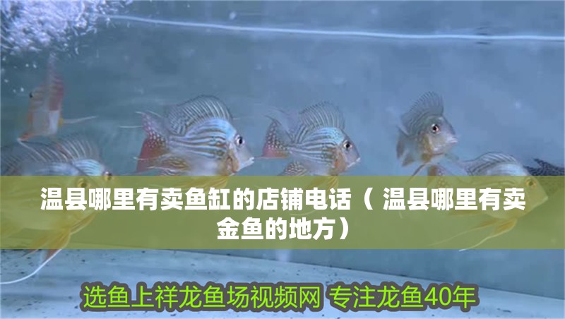 溫縣哪里有賣魚缸的店鋪電話（ 溫縣哪里有賣金魚的地方）