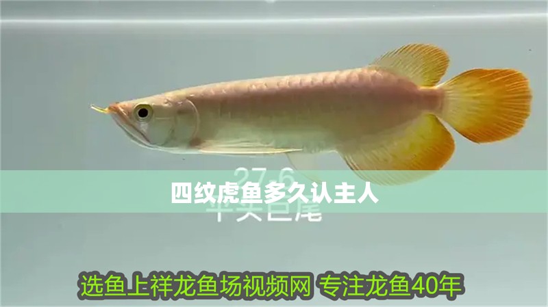 四紋虎魚多久認主人