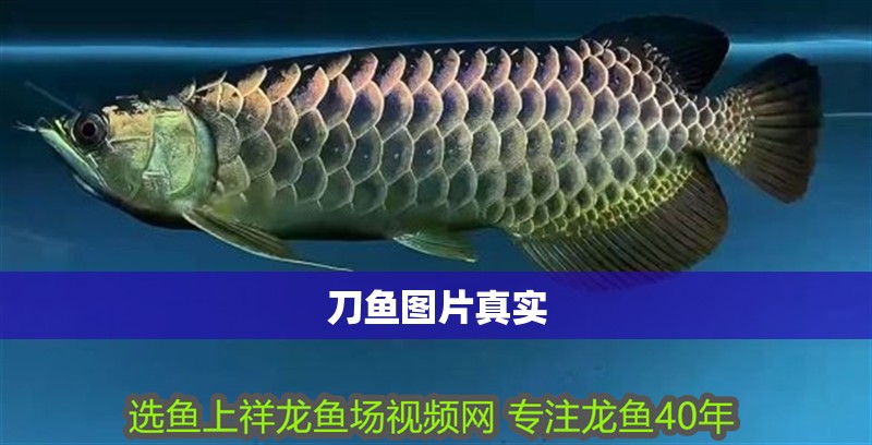 刀魚圖片真實