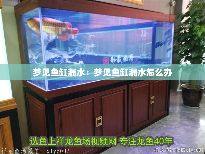 夢見魚缸漏水：夢見魚缸漏水怎么辦