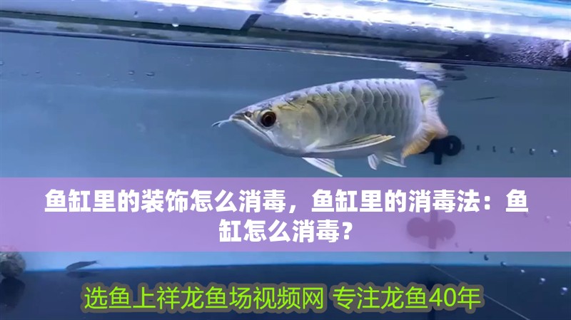 魚缸里的裝飾怎么消毒，魚缸里的消毒法：魚缸怎么消毒？ 魚缸里的裝飾怎么消毒，魚缸里的消毒法：魚缸怎么消毒？ 魚缸百科