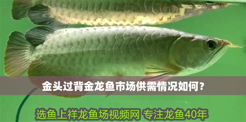 魚缸用增氧泵價格是多少:魚缸增氧機-xtrac增氧機-xtrac增氧機 金頭過背金龍魚市場供需情況如何? 水族問答 金頭過背金龍魚市場供需情況如何? 金頭過背金龍魚市場供需情況如何? 水族問答