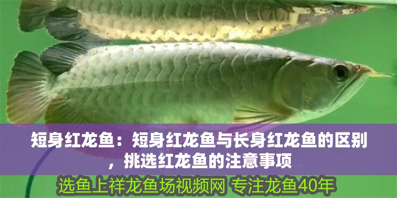 短身紅龍魚：短身紅龍魚與長身紅龍魚的區別，挑選紅龍魚的注意事項