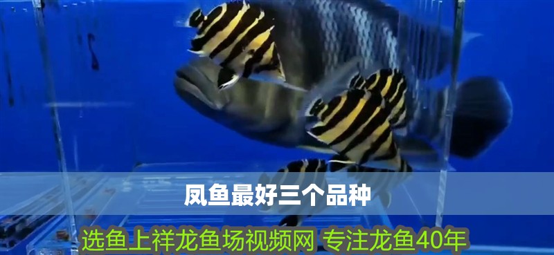 鳳魚最好三個(gè)品種