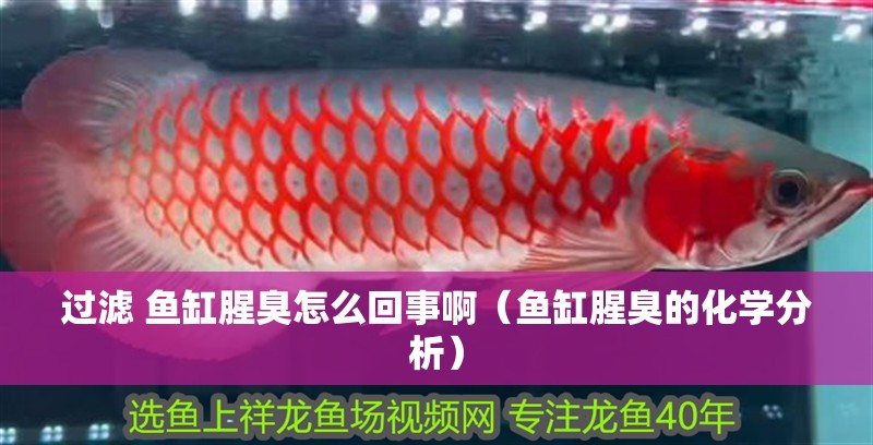 過濾 魚缸腥臭怎么回事啊（魚缸腥臭的化學分析）