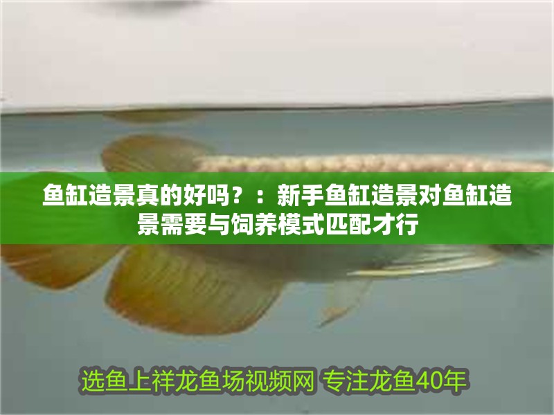 魚(yú)缸造景真的好嗎？：新手魚(yú)缸造景對(duì)魚(yú)缸造景需要與飼養(yǎng)模式匹配才行