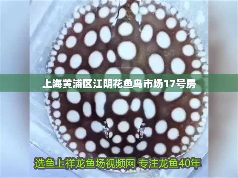 上海黃浦區江陰花魚鳥市場17號房