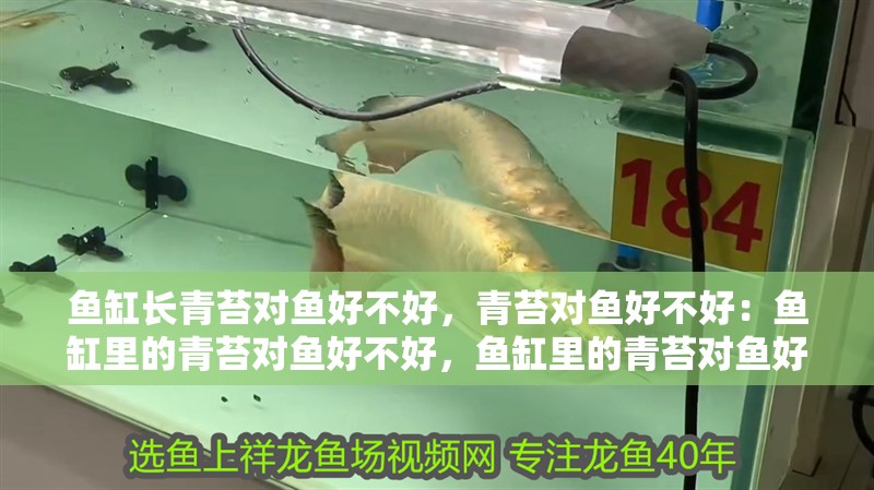 魚缸長青苔對魚好不好，青苔對魚好不好：魚缸里的青苔對魚好不好，魚缸里的青苔對魚好不好呢