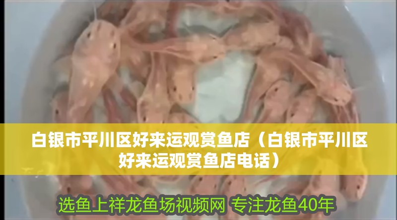 白銀市平川區(qū)好來運觀賞魚店（白銀市平川區(qū)好來運觀賞魚店電話）