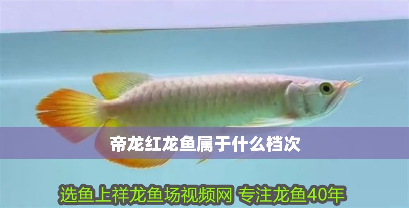 帝龍紅龍魚屬于什么檔次